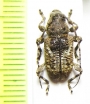 Myoxinus pictus  Mexico - INSECTS-STORE.RU