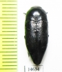 Sphenoptera foveola  Kazakhstan - INSECTS-STORE.RU