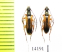 Alosterna tabacicolor subvittata  Georgia - INSECTS-STORE.RU