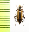 Pidonia kurosawai  Russia, Far East - INSECTS-STORE.RU