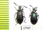 Tenebrionidae sp.  South Africa Rep. - INSECTS-STORE.RU