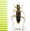 Cleridae sp. Indonesia, Sumatra - INSECTS-STORE.RU