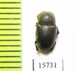 Aphodiinae sp.  Namibia - INSECTS-STORE.RU