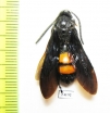 Scoliidae sp., male  Mexico - INSECTS-STORE.RU