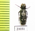 Bostrichidae sp.  Zambia - INSECTS-STORE.RU