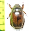 Rutelinae sp.  Madagascar - INSECTS-STORE.RU
