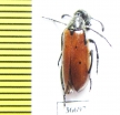 Meloidae sp.  Iran, Lorestan prov. - INSECTS-STORE.RU