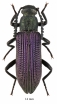 Tenebrionidae sp.  South Africa Rep.  14mm - INSECTS-STORE.RU