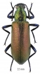 Tenebrionidae sp.  South Africa Rep.  22mm - INSECTS-STORE.RU