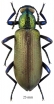 Tenebrionidae sp.  South Africa Rep.  23mm - INSECTS-STORE.RU