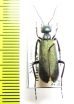 Cyaneolytta sp.  Namibia - INSECTS-STORE.RU