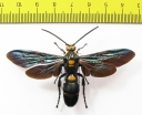 Megascolia procer  Indonesia, Java  72mm - INSECTS-STORE.RU