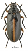 Tenebrionidae sp.  South Africa Rep.  10,5mm - INSECTS-STORE.RU