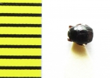 Gnathoncus buyssoni  Russia, Tver reg. - INSECTS-STORE.RU