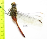 Odonata sp.  Indonesia, Papua - INSECTS-STORE.RU