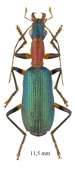 Drypta sp.  South Africa Rep. 11,5mm - INSECTS-STORE.RU