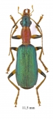 Drypta sp.  South Africa Rep. 11,5mm - INSECTS-STORE.RU