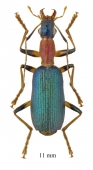 Drypta sp.  South Africa Rep. 11mm - INSECTS-STORE.RU