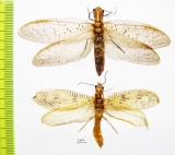 Megaloptera sp.  Indonesia, Kalimantan - INSECTS-STORE.RU