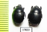 Histeridae sp.  South Africa Rep. - INSECTS-STORE.RU