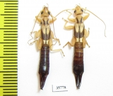 Dermaptera sp.  Tanzania - INSECTS-STORE.RU