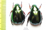 Rutelinae sp.  Vietnam - INSECTS-STORE.RU