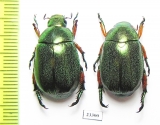 Rutelinae sp.  Indonesia, Sumatra - INSECTS-STORE.RU