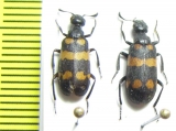 Meloidae sp.  Namibia - INSECTS-STORE.RU