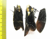 Homoptera sp.  Ecuador - INSECTS-STORE.RU