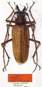 Psalidognathus victorsinyaevi, male  Colombia  52mm  HOLOTYPUS - INSECTS-STORE.RU