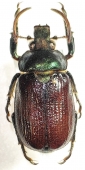 Anatista lafertei  Colombia  33mm - INSECTS-STORE.RU
