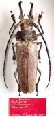 Callipogon limonovi, male  Dominican Republic 90mm  PARATYPUS - INSECTS-STORE.RU