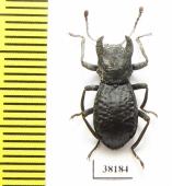 Mechanetes sp.  Malaysia - INSECTS-STORE.RU