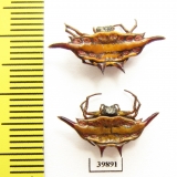 Arachnida sp.  Indonesia, Java - INSECTS-STORE.RU