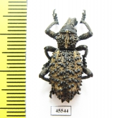 Curculionidae sp.  South Africa Rep. - INSECTS-STORE.RU