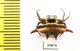 Arachnida sp.  Indonesia, Java - INSECTS-STORE.RU