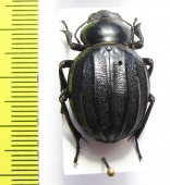 Pimelia costata  Spain - INSECTS-STORE.RU