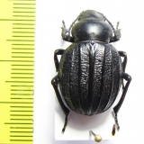 Pimelia costata  Spain - INSECTS-STORE.RU