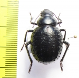 Pimelia confusa  Tunis - INSECTS-STORE.RU