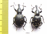 Curculionidae sp.  Ukraina - INSECTS-STORE.RU