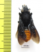 Hymenoptera sp.  South Africa Rep. - INSECTS-STORE.RU