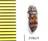 Acmaeoderella flavofasciata tschitscherini  Tajikistan - INSECTS-STORE.RU