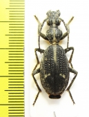 Cypholoba graphipteroides bilunulata  Malawi - INSECTS-STORE.RU