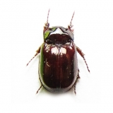 Ochodaeidae, Hybosoridae - INSECTS-STORE.RU