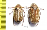 Anoxia sp.  Morocco - INSECTS-STORE.RU
