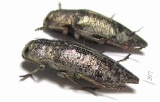 Dicerca aenea  Russia, Voronezh reg. - INSECTS-STORE.RU