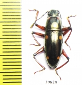 Erotylidae sp.  Indonesia, Halmahera isl. - INSECTS-STORE.RU