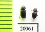 Aphodiinae sp.  Thailand - INSECTS-STORE.RU