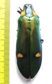 Megaloxantha bicolor nigricornis  Malaysia - INSECTS-STORE.RU