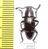 Erotylidae sp.  Indonesia, Sumatra - INSECTS-STORE.RU